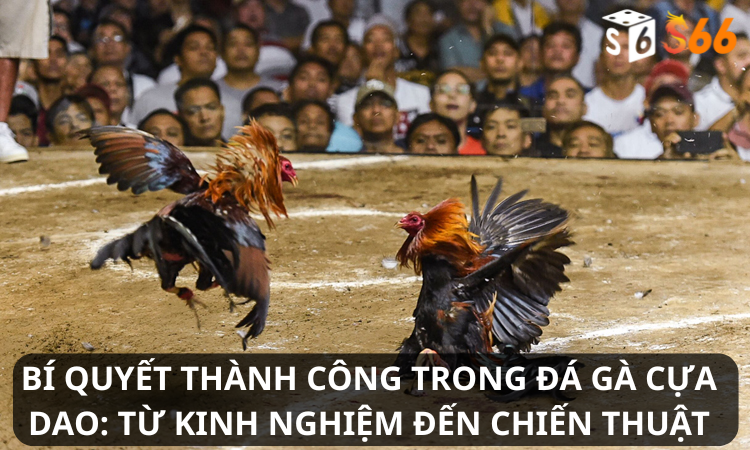 Bí Quyết Thành Công Trong Đá Gà Cựa Dao: Từ Kinh Nghiệm Đến Chiến Thuật
