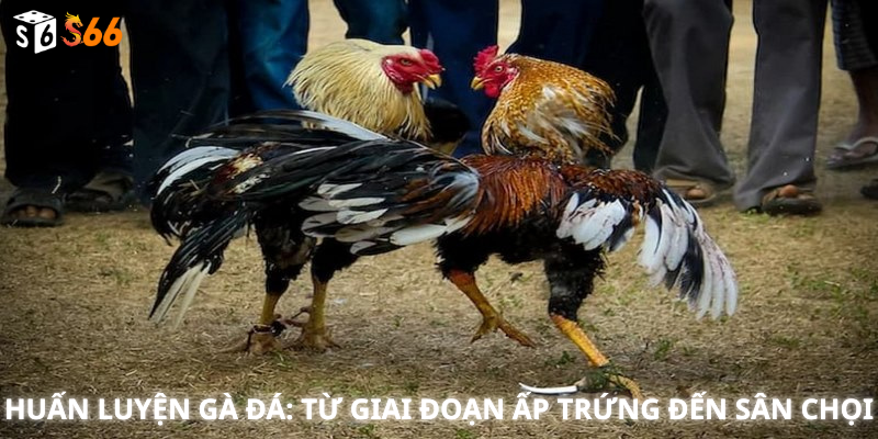 Huấn Luyện Gà Đá: Từ Giai Đoạn Ấp Trứng Đến Sân Chọi