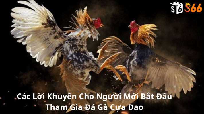 Các Lời Khuyên Cho Người Mới Bắt Đầu Tham Gia Đá Gà Cựa Dao